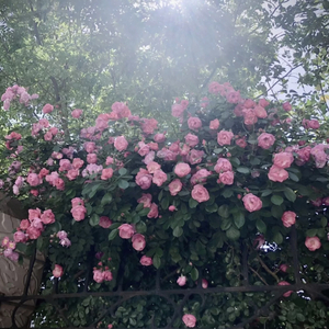 偷窥wc女厕6843494
